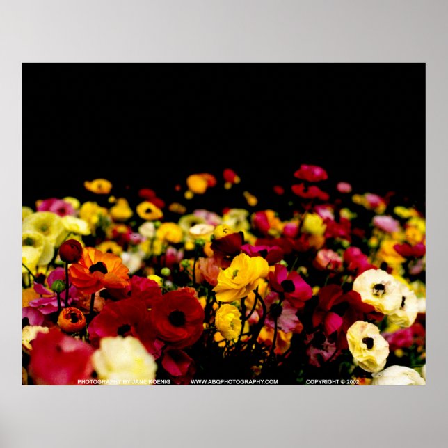 Floralscape/JSKCA001 Poster (Vorne)