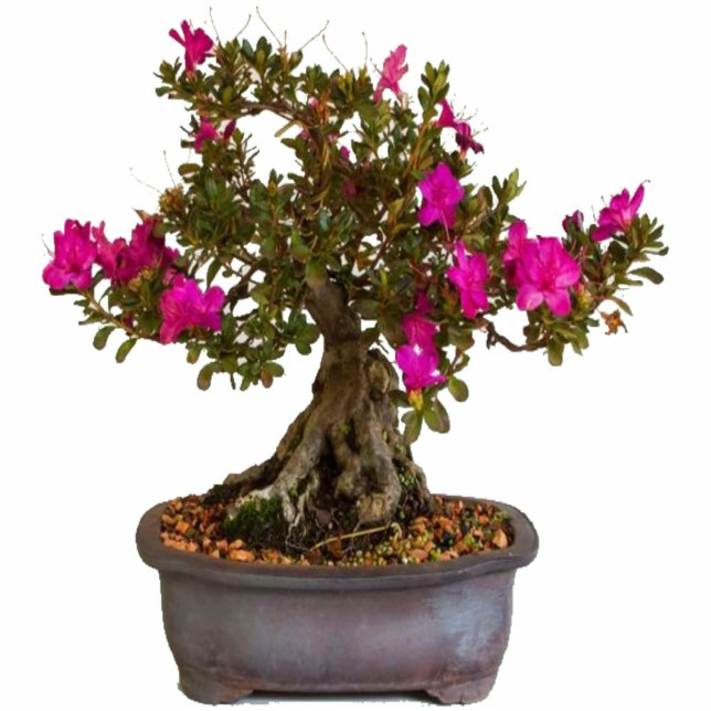 Florecitas Rosas Freistehende Fotoskulptur (Vorne)