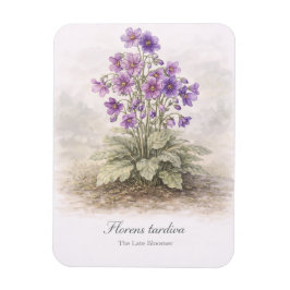Florens tardiva Die Spätblüherin Botanisch Magnet