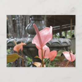 Flores Anturio Postkarte