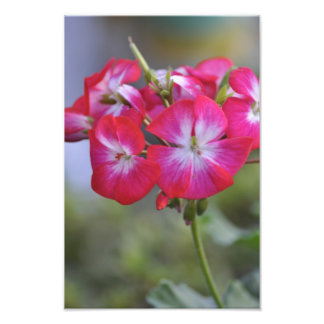 Flores, Blume Fotodruck