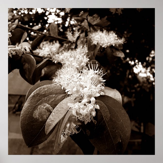 flores brancas2 poster (Vorne)