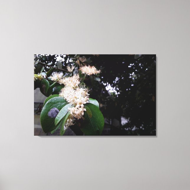 flores brancas leinwanddruck (Vorderseite)