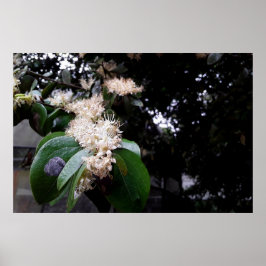 flores brancas poster