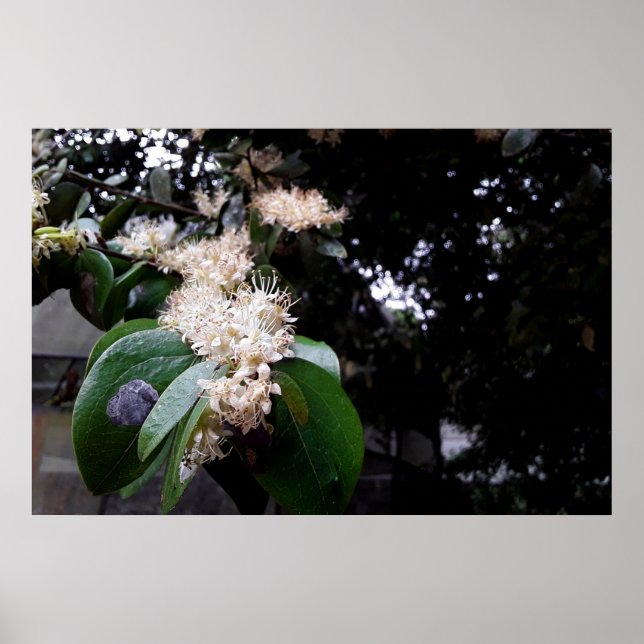 flores brancas poster (Vorne)