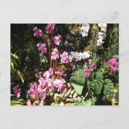 Flores de Orquideas Postkarte