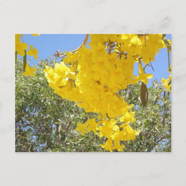 Flores de Puerto Rico Postkarte (Vorderseite)