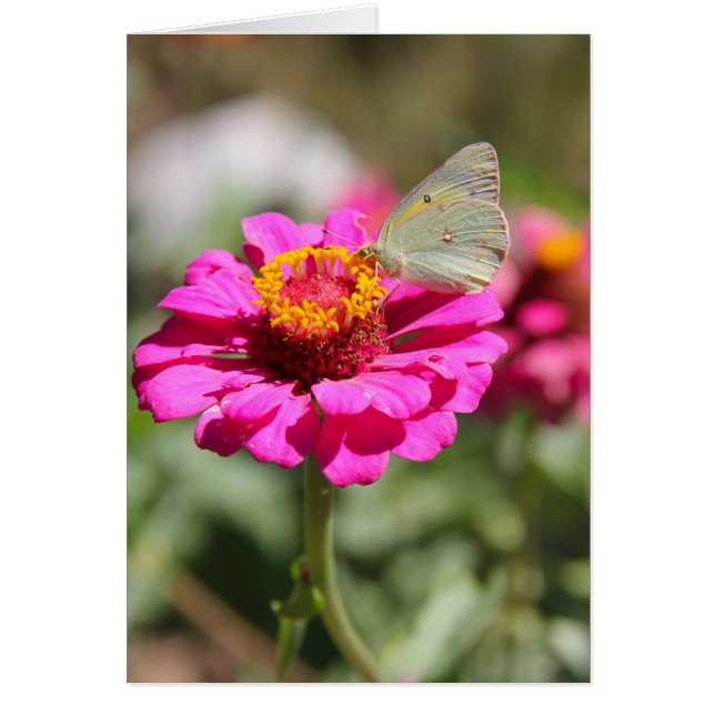 Flores en mi hierbas " Blume in meinem Unkraut " (Vorne)