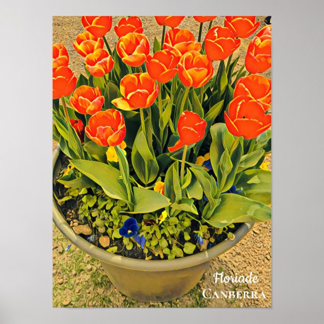 Floriade Canberra Blume Festival Tulpen Poster (Vorne)