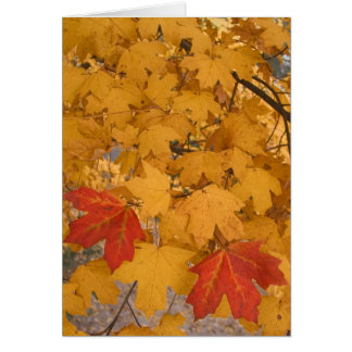 Florida-Ahorn im Herbst