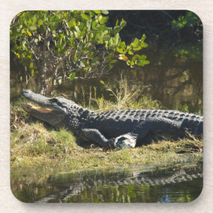 Florida-Alligator auf grasbewachsenem Ufer - Natur Untersetzer