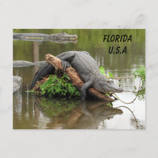 Florida Alligator mit ID-Box verschieben Postkarte