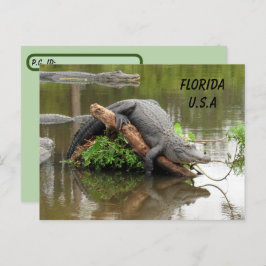 Florida Alligator mit ID-Box verschieben Postkarte