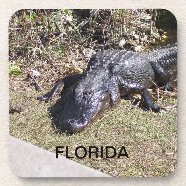 Florida Alligator Ruhen in den Everglades Getränkeuntersetzer (Vorderseite)