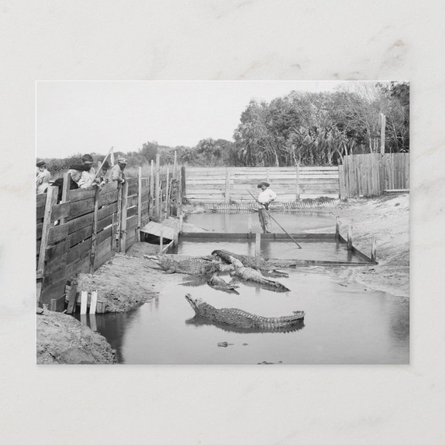 Florida Alligator Show, 1904 Postkarte (Vorderseite)