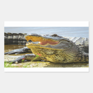 Florida Alligators gegenüberstehen Rechteckiger Aufkleber
