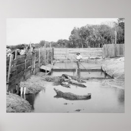 Florida-Alligatorshow, 1904. Vintages Foto Poster