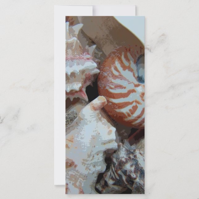 Florida Beach Muscheln (Vorderseite)