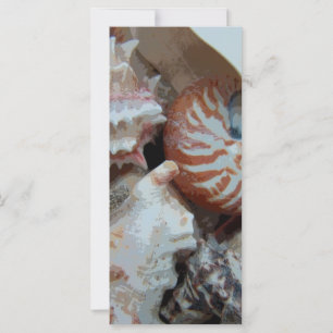 Florida Beach Muscheln