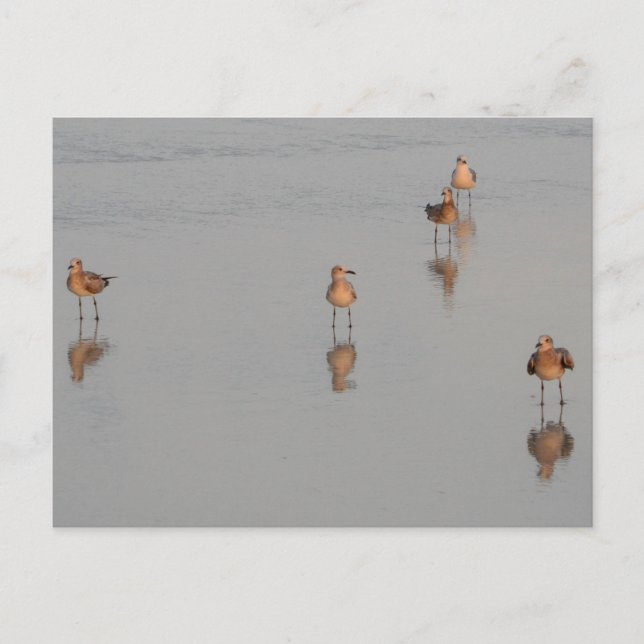 Florida Beach Shorebirds Foto Postkarte (Vorderseite)