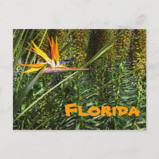Florida Bird of Paradise Postkarte