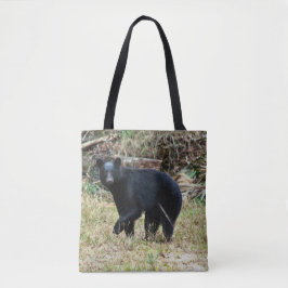 Florida Black Bear