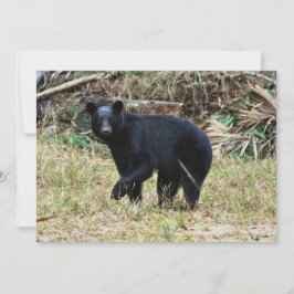 Florida Black Bear Mitteilungskarte