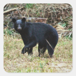 Florida Black Bear Quadratischer Aufkleber