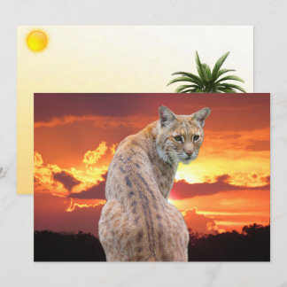 Florida Bobcat mit atemberaubender Sonnenuntergang
