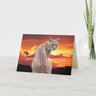 Florida Bobcat mit atemberbendem Sonnenuntergang F Dankeskarte