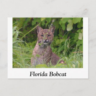 Florida Bobcat Postkarte