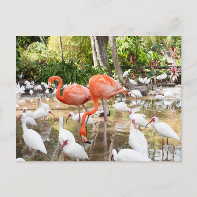 Florida Bonita Springs Pink Flamingo Travel Postkarte (Vorderseite)