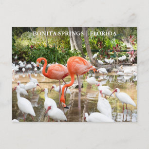 Florida Bonita Springs Pink Flamingo Travel Postkarte