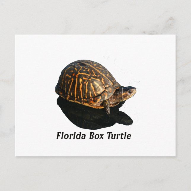 Florida Box Schildkröte Foto w Text Postkarte (Vorderseite)