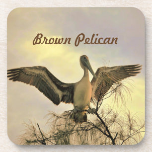 Florida Brown Pelican in Flight Untersetzer