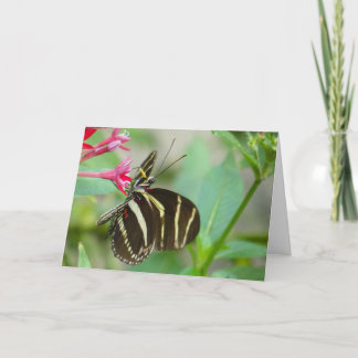 "Florida Butterfly on Red Pentas."Grußkarte Karte