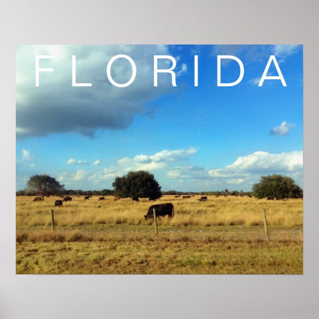 Florida Cattle Poster (Vorne)