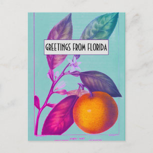 Florida Citrus Postcard Postkarte
