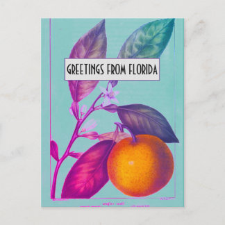 Florida Citrus Postcard Postkarte