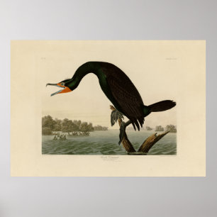 Florida Cormorant von Audubons Vögeln von Amerika Poster