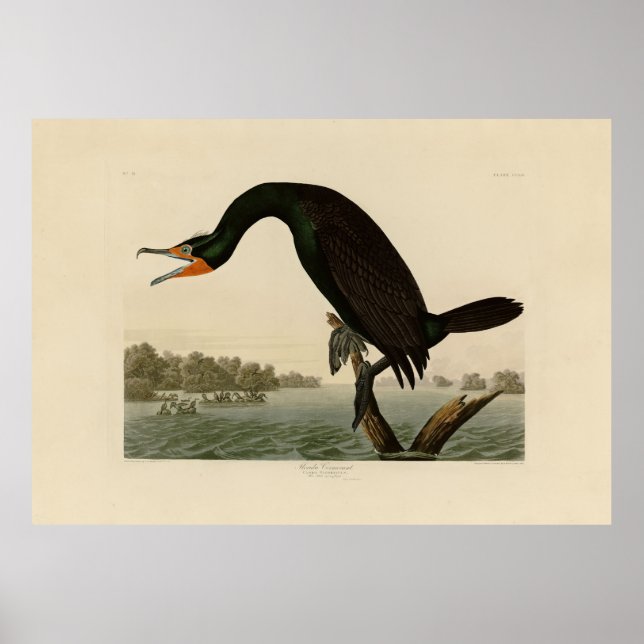 Florida Cormorant von Audubons Vögeln von Amerika Poster (Vorne)
