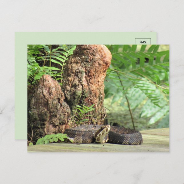 Florida Cottonmouth im Sumpf Postkarte (Vorne/Hinten)