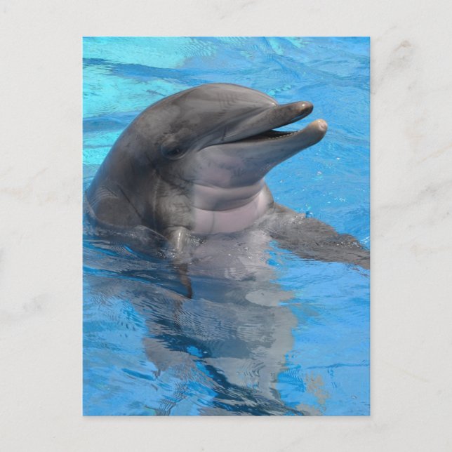 Florida Dolphin Postkarte (Vorderseite)