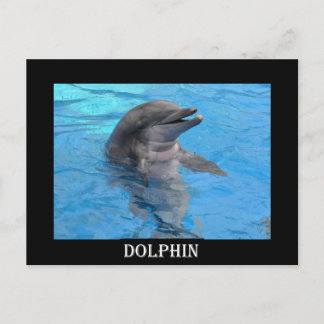Florida Dolphin Postkarte