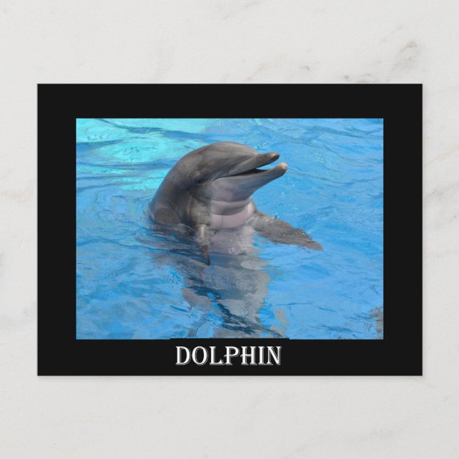 Florida Dolphin Postkarte (Vorderseite)