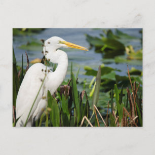 Florida Egret Postkarte