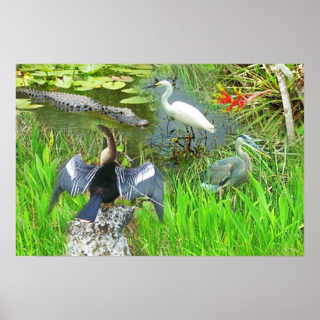 Florida Everglades Nationalpark Poster (Vorne)
