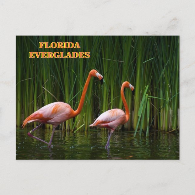 FLORIDA EVERGLADES POSTKARTE (Vorderseite)