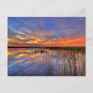 Florida Everglades Postkarte