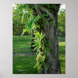 Florida-Farne Palmen-Plakat oder Druck Poster